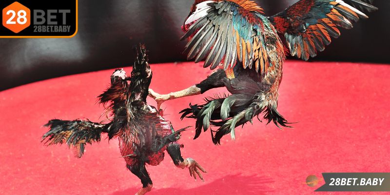 Đá gà Mỹ là hình thức kịch tính nhất