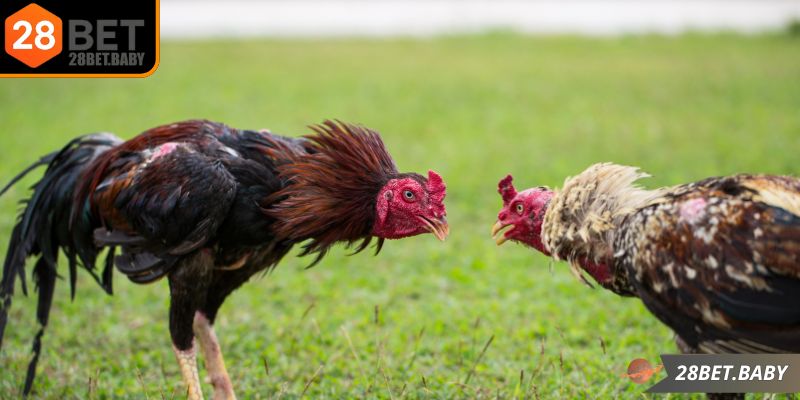 Sảnh đá gà 28BET được nhiều người yêu thích