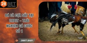 Đá Gà Cựa Sắt Tại 28bet – Trải Nghiệm Cá Cược Số 1
