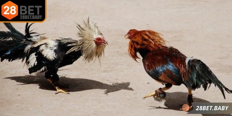 Kinh nghiệm chơi giúp nâng cao tỷ lệ thắng và trải nghiệm an toàn