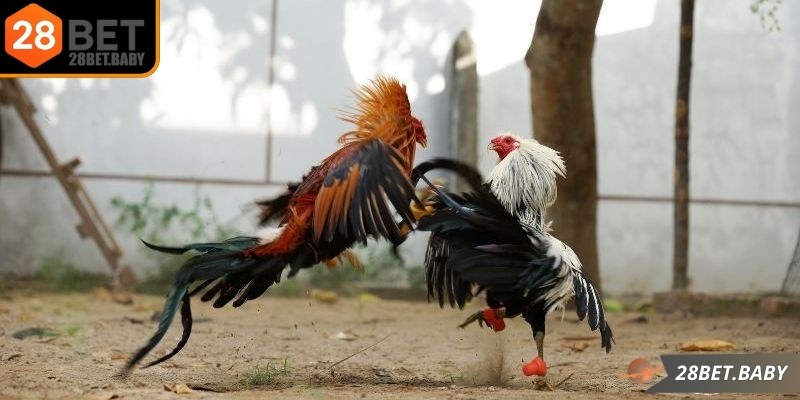 28bet mang đến sự minh bạch, công bằng và khuyến mãi hấp dẫn