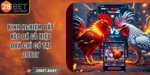 Kinh Nghiệm Bắt Kèo Đá Gà Hiệu Quả Chỉ Có Tại 28bet